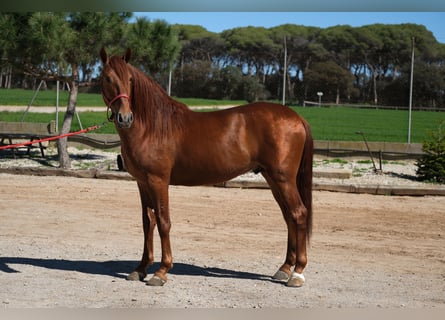 PRE Mix, Stallone, 3 Anni, 161 cm, Sauro