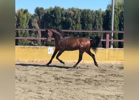 PRE Mix, Stallone, 3 Anni, 162 cm, Baio