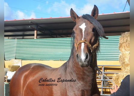 PRE Mix, Stallone, 3 Anni, 162 cm, Baio