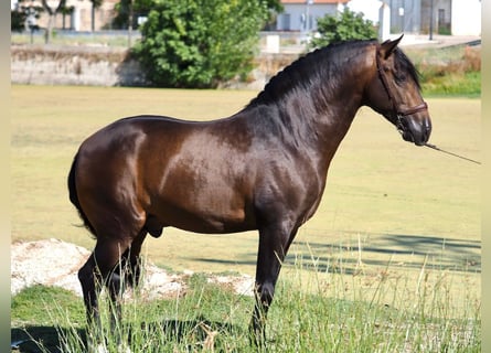 PRE Mix, Stallone, 3 Anni, 162 cm, Baio ciliegia