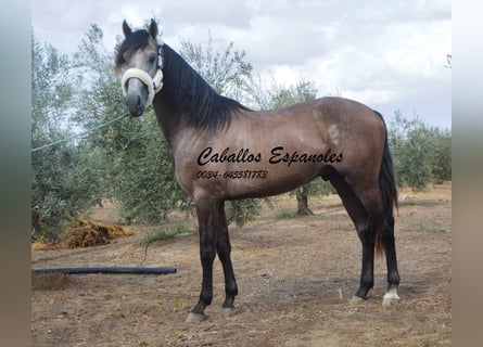 PRE, Stallone, 3 Anni, 162 cm, Falbo baio