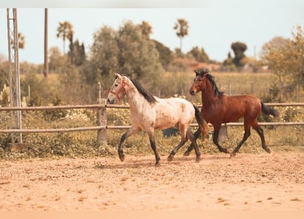 PRE, Stallone, 3 Anni, 162 cm, Grigio