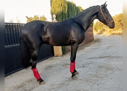 PRE, Stallone, 3 Anni, 162 cm, Morello