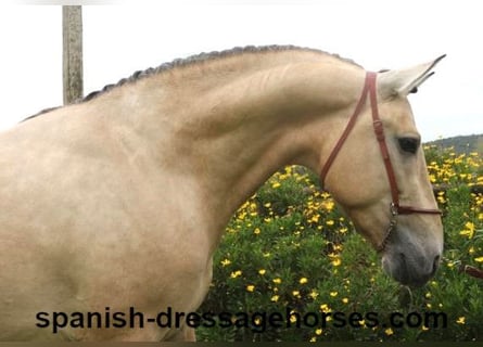PRE Mix, Stallone, 3 Anni, 163 cm, Falbo