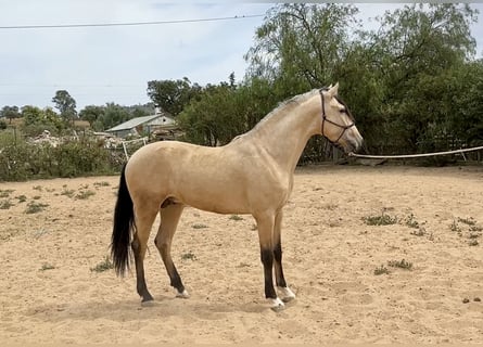 PRE Mix, Stallone, 3 Anni, 163 cm, Falbo