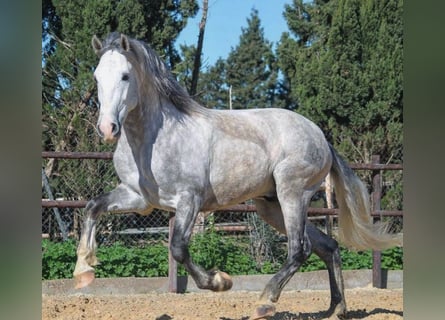 PRE, Stallone, 3 Anni, 163 cm, Grigio