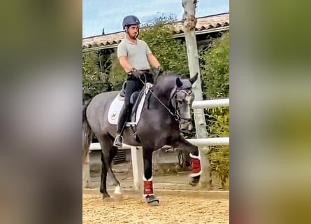 PRE Mix, Stallone, 3 Anni, 163 cm, Grigio pezzato