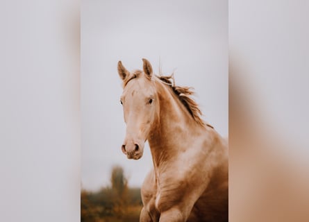 PRE, Stallone, 3 Anni, 163 cm, Pearl