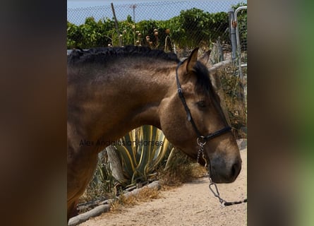 PRE Mix, Stallone, 3 Anni, 163 cm, Pelle di daino
