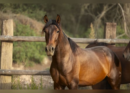 PRE Mix, Stallone, 3 Anni, 164 cm, Baio