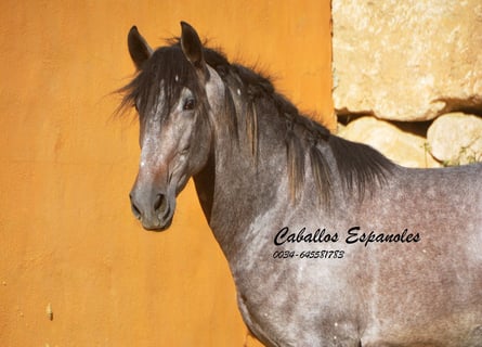 PRE, Stallone, 3 Anni, 164 cm, Falbo baio