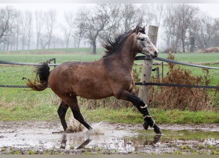 PRE, Stallone, 3 Anni, 164 cm, Grigio
