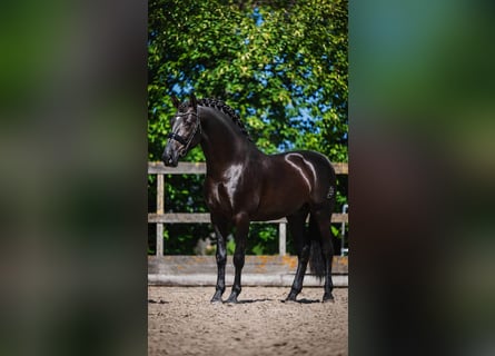 PRE Mix, Stallone, 3 Anni, 164 cm, Morello