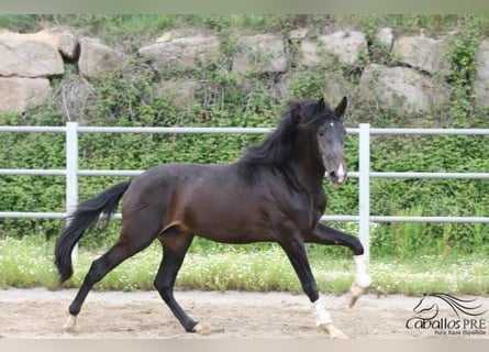 PRE, Stallone, 3 Anni, 165 cm, Baio scuro