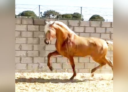 PRE, Stallone, 3 Anni, 165 cm, Palomino