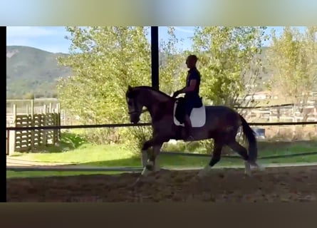 PRE Mix, Stallone, 3 Anni, 166 cm, Grigio