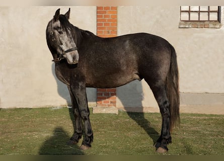 PRE Mix, Stallone, 3 Anni, 166 cm, Grigio ferro