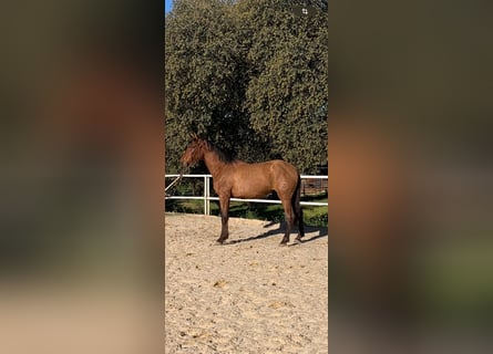 PRE, Stallone, 3 Anni, 168 cm, Baio ciliegia