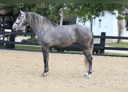 PRE Mix, Stallone, 3 Anni, 168 cm, Grigio