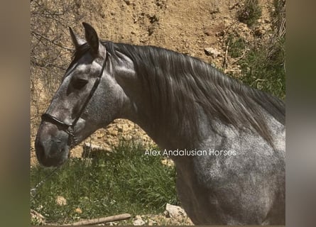 PRE, Stallone, 3 Anni, 168 cm, Grigio