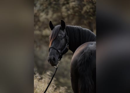 PRE, Stallone, 3 Anni, 168 cm, Morello