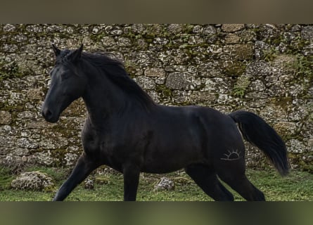 PRE, Stallone, 3 Anni, 168 cm, Morello