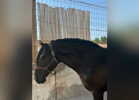 PRE, Stallone, 3 Anni, 168 cm, Morello