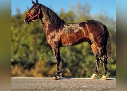 PRE Mix, Stallone, 3 Anni, 169 cm, Baio nero