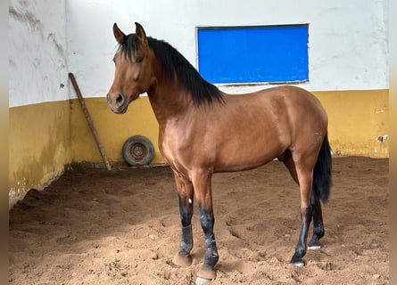 PRE, Stallone, 3 Anni, 170 cm, Baio