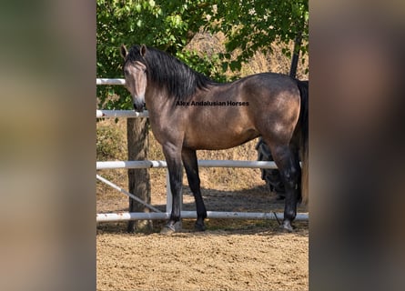PRE Mix, Stallone, 3 Anni, 170 cm, Grigio