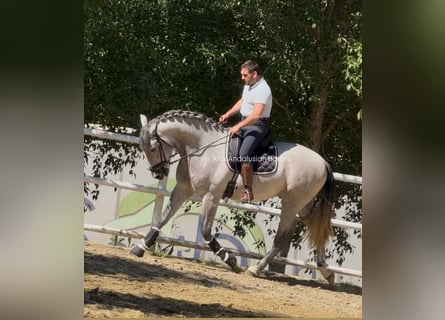 PRE Mix, Stallone, 3 Anni, 170 cm, Grigio