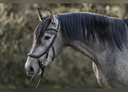 PRE, Stallone, 3 Anni, 170 cm, Grigio
