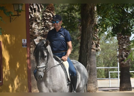 PRE, Stallone, 3 Anni, 170 cm, Grigio
