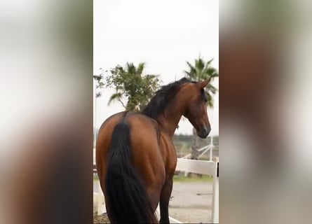 PRE Mix, Stallone, 3 Anni, 175 cm, Baio