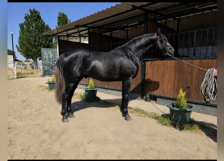 PRE, Stallone, 3 Anni, 175 cm, Grigio