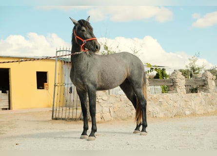 PRE Mix, Stallone, 3 Anni, Grigio