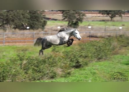 PRE, Stallone, 3 Anni, Grigio