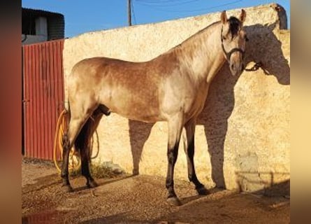 PRE Mix, Stallone, 3 Anni, Overo-tutti i colori