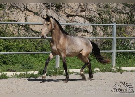 PRE, Stallone, 3 Anni, Pelle di daino