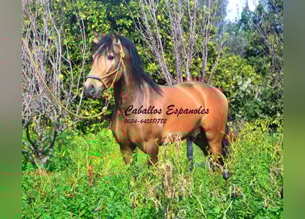 PRE Mix, Stallone, 4 Anni, 149 cm, Pelle di daino