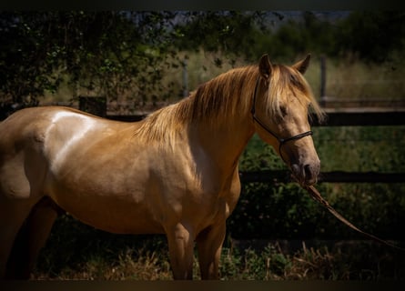 PRE Mix, Stallone, 4 Anni, 150 cm, Pearl