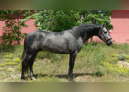PRE, Stallone, 4 Anni, 156 cm, Grigio