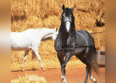 PRE, Stallone, 4 Anni, 156 cm, Grigio ferro