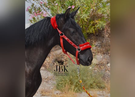 PRE, Stallone, 4 Anni, 156 cm, Morello