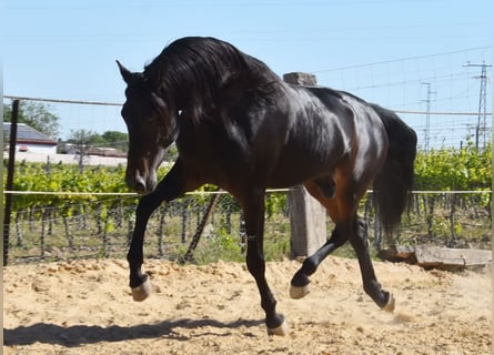 PRE, Stallone, 4 Anni, 157 cm, Baio scuro