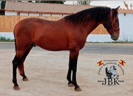 PRE, Stallone, 4 Anni, 158 cm, Baio