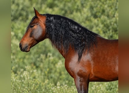 PRE Mix, Stallone, 4 Anni, 160 cm, Baio