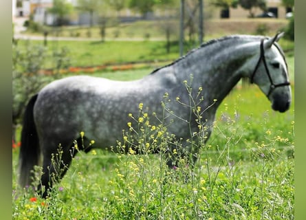 PRE Mix, Stallone, 4 Anni, 160 cm, Grigio