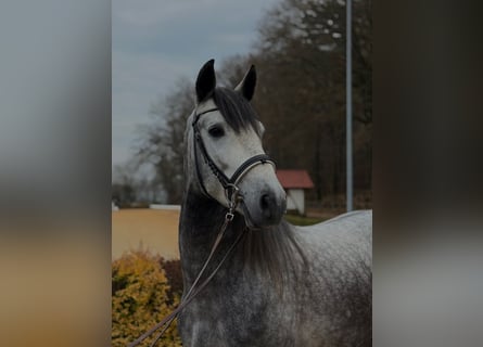 PRE Mix, Stallone, 4 Anni, 160 cm, Grigio pezzato