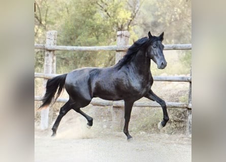 PRE, Stallone, 4 Anni, 160 cm, Morello